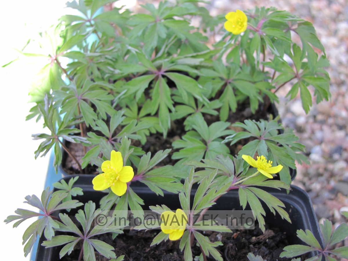 Anemone ranuncoloides - gelbes Buschwindroeschen.JPG